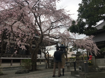 鎌倉お花見さんぽ・２～本覚寺_c0339296_07054375.jpg