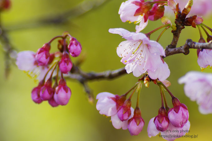 ご近所の桜＊Ⅰ_e0008800_23402031.jpg