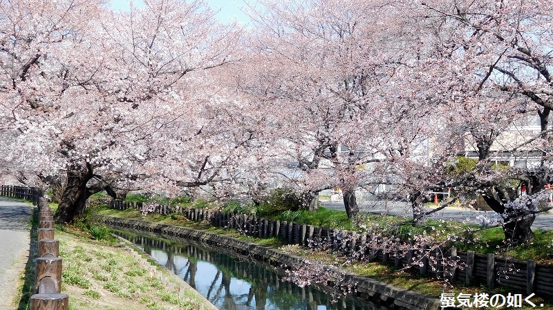 「月がきれい」舞台探訪016 桜の季節に新河岸川氷川橋から起点の碑までを巡って(H300325)_e0304702_19532727.jpg