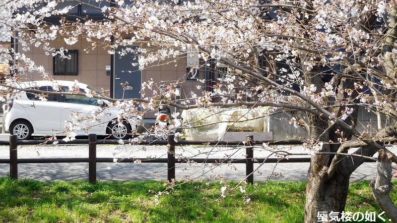「月がきれい」舞台探訪016 桜の季節に新河岸川氷川橋から起点の碑までを巡って(H300325)_e0304702_19535240.jpg