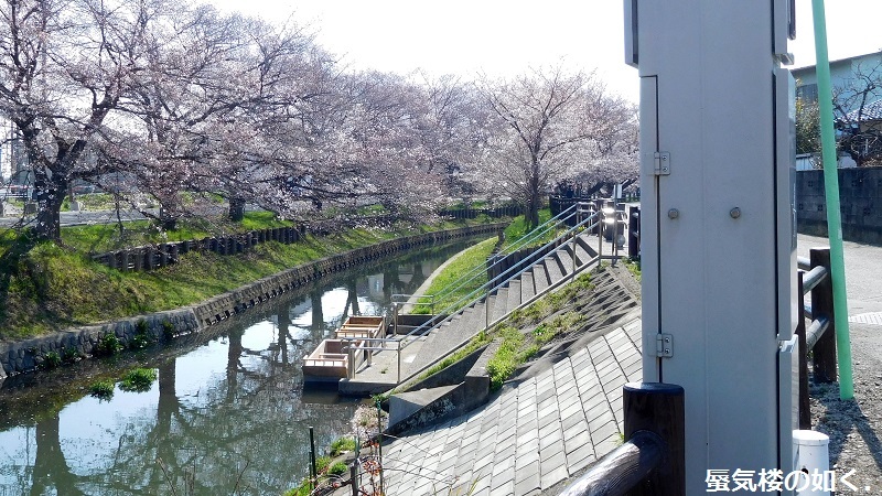 「月がきれい」舞台探訪016 桜の季節に新河岸川氷川橋から起点の碑までを巡って(H300325)_e0304702_20425418.jpg