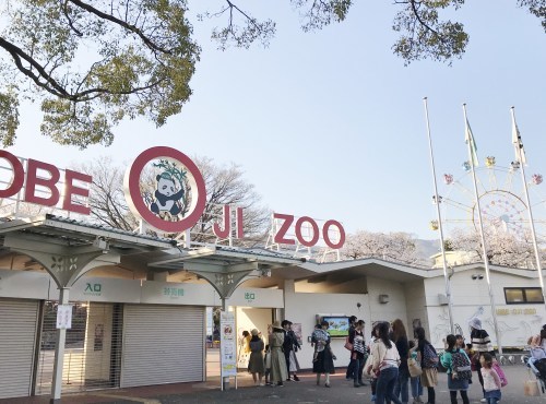 神戸　王子動物園や布引の桜_a0346704_21443914.jpg