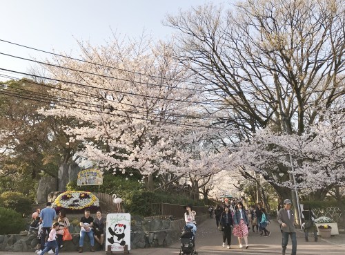 神戸　王子動物園や布引の桜_a0346704_21444793.jpg