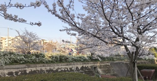 神戸　王子動物園や布引の桜_a0346704_21450148.jpg