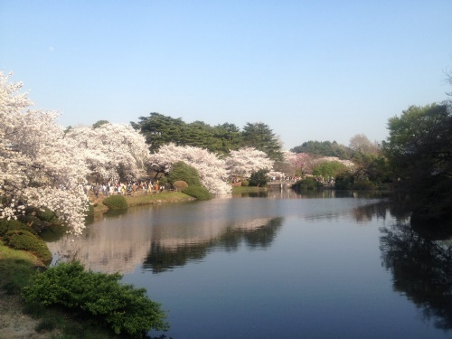 新宿御苑でお花見！_b0173605_20185779.jpg