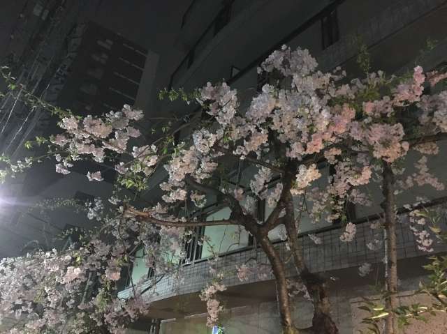 今年の花見_a0246407_17432915.jpg