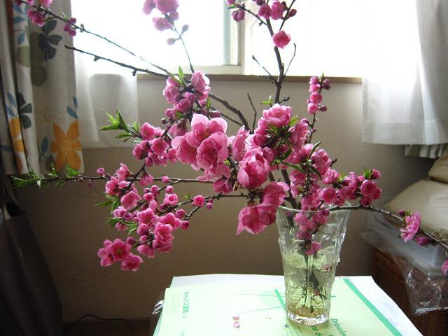 a0141408_19495479.jpg