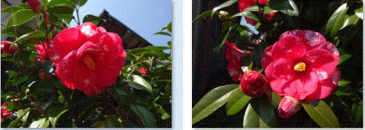 f0231709_12333021.gif