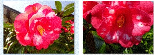f0231709_12335297.gif