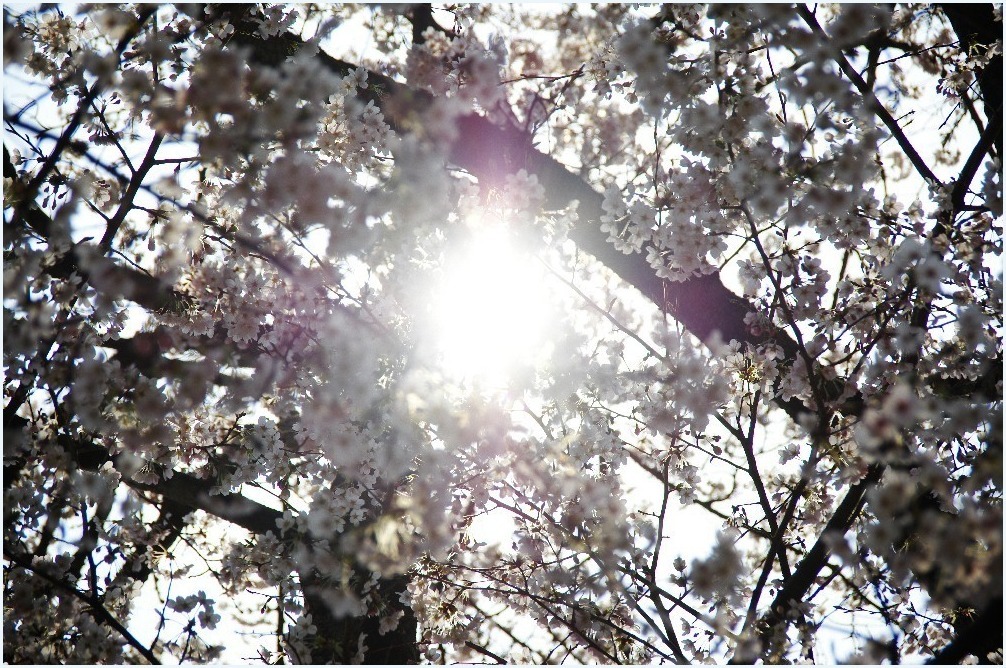 春の日に・・・_c0352813_18415116.jpg