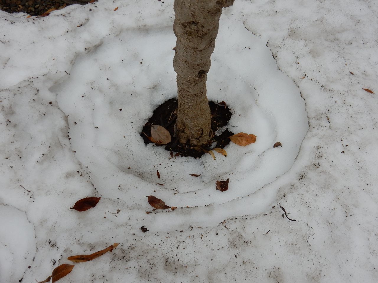 3月中に雪が消える勢い_c0025115_21244581.jpg