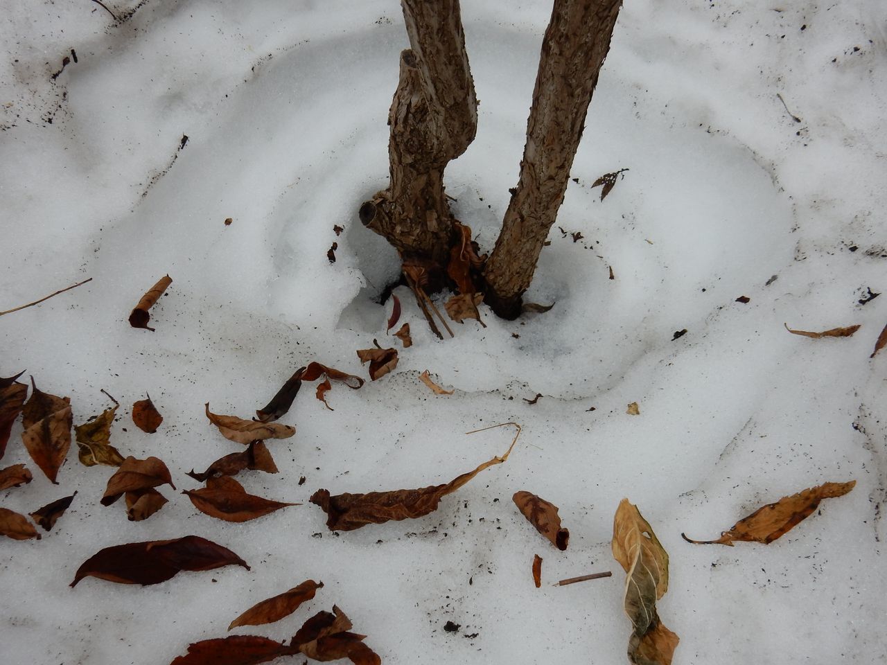 3月中に雪が消える勢い_c0025115_21245012.jpg