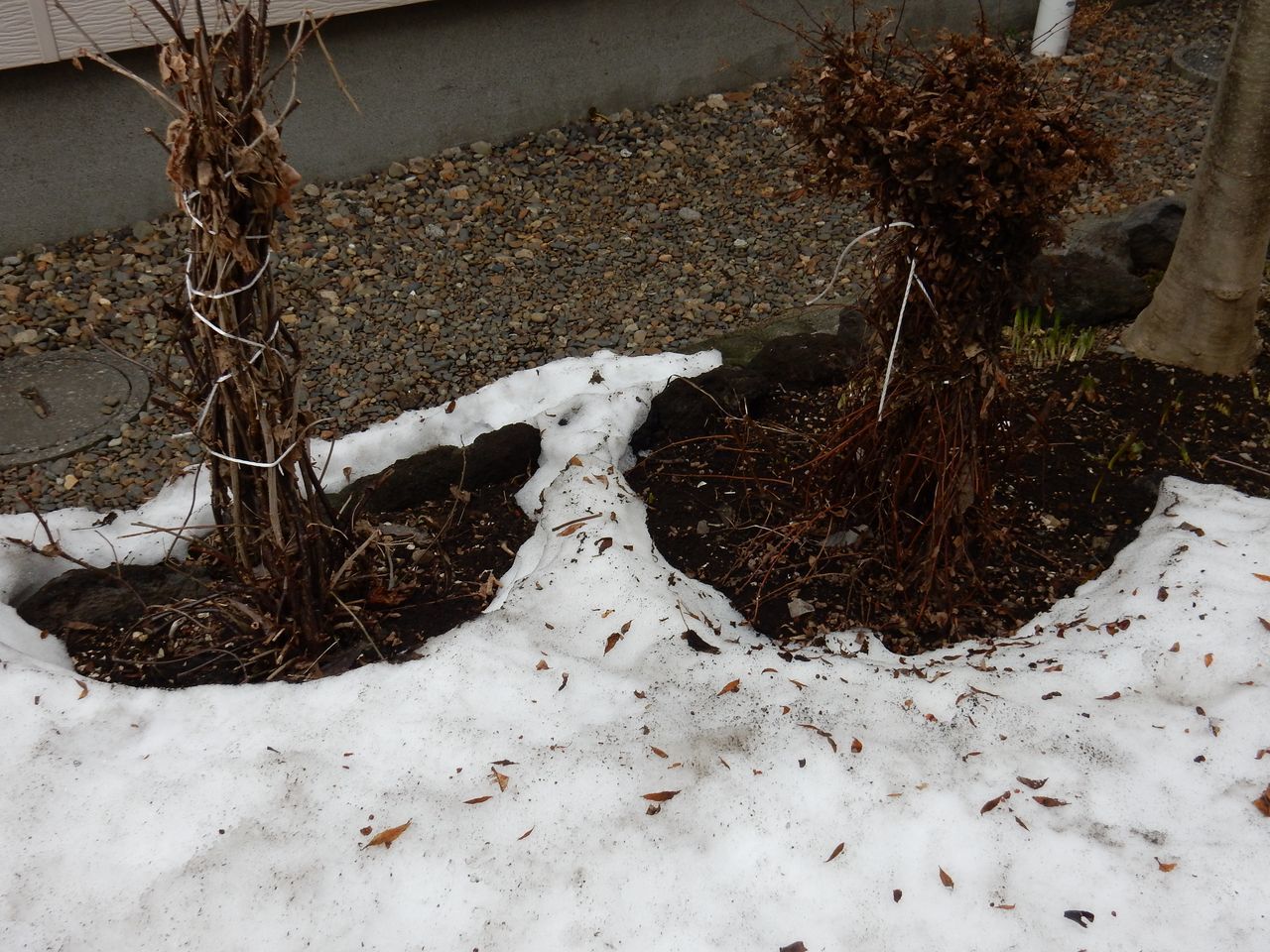 3月中に雪が消える勢い_c0025115_21245340.jpg