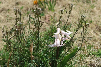 e0373815_11582303.jpg