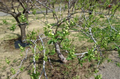 e0373815_12001940.jpg