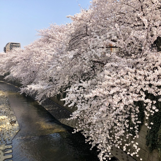 タロウと桜散歩_f0197215_22191797.jpg