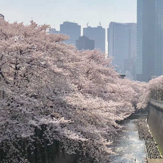 タロウと桜散歩_f0197215_22192162.jpg