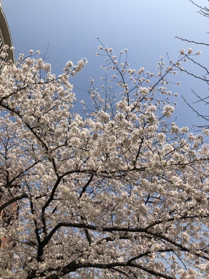 タロウと桜散歩_f0197215_22192620.jpg