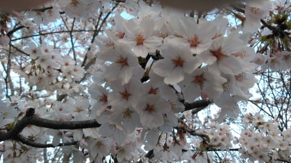 満開の桜_a0177819_07200319.jpg