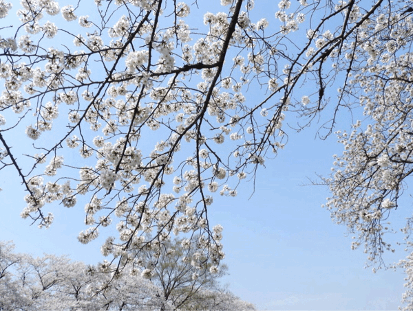 桜満開_a0107924_15223941.gif