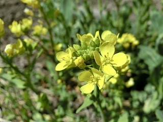 e0234924_11264245.jpg