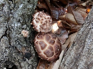 e0234924_11305524.jpg