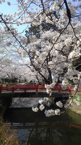 見沼用水路では、カメさんもお花見!?_f0144724_19254816.jpg