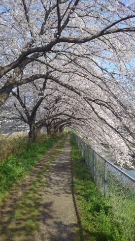 見沼用水路では、カメさんもお花見!?_f0144724_19562283.jpg
