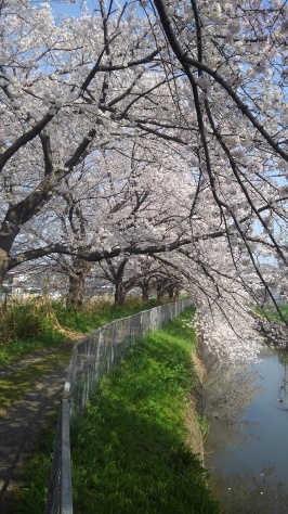 見沼用水路では、カメさんもお花見!?_f0144724_19582497.jpg
