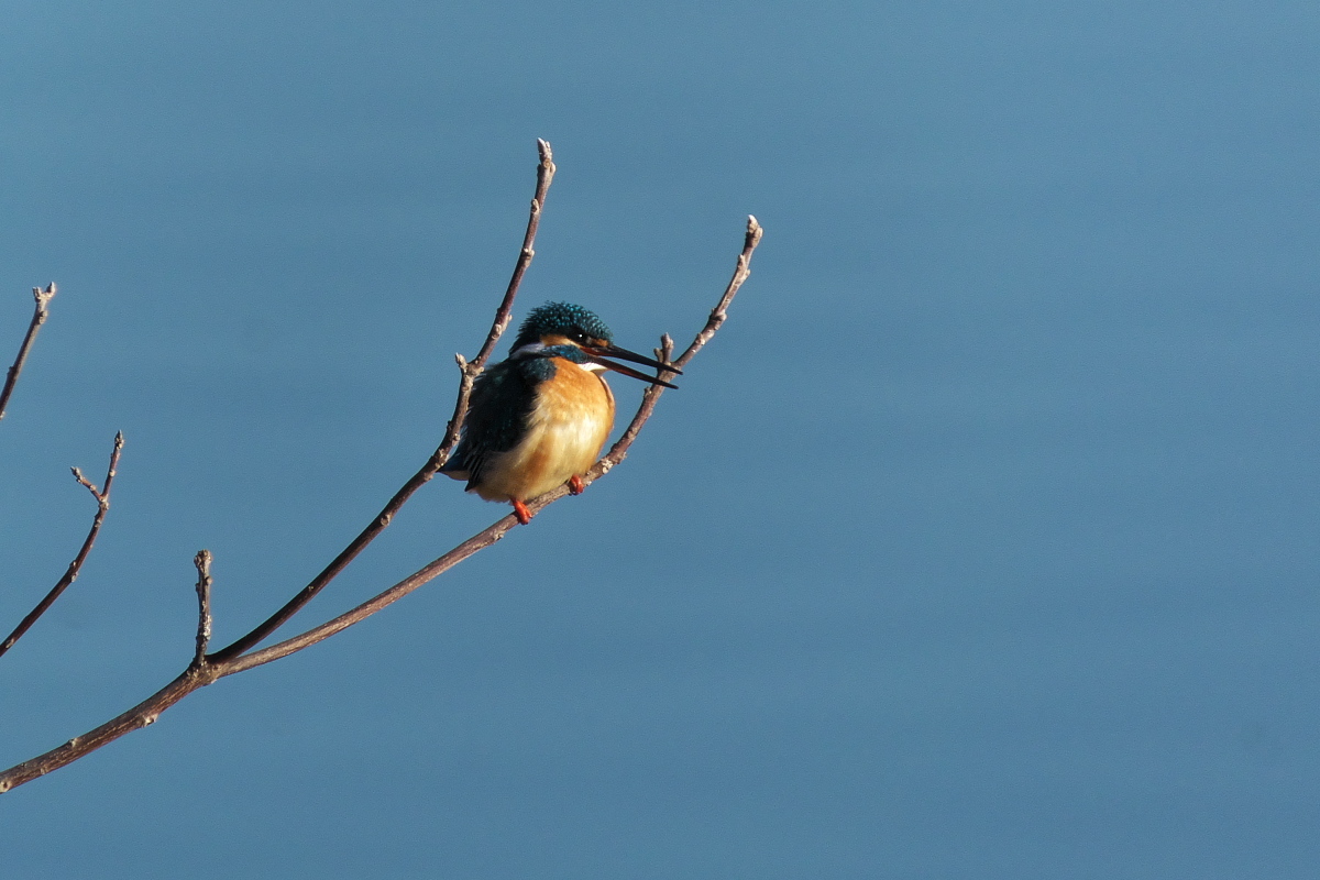 RX10M4+TCON-17Xで撮る「野鳥」_d0137627_23395569.jpg