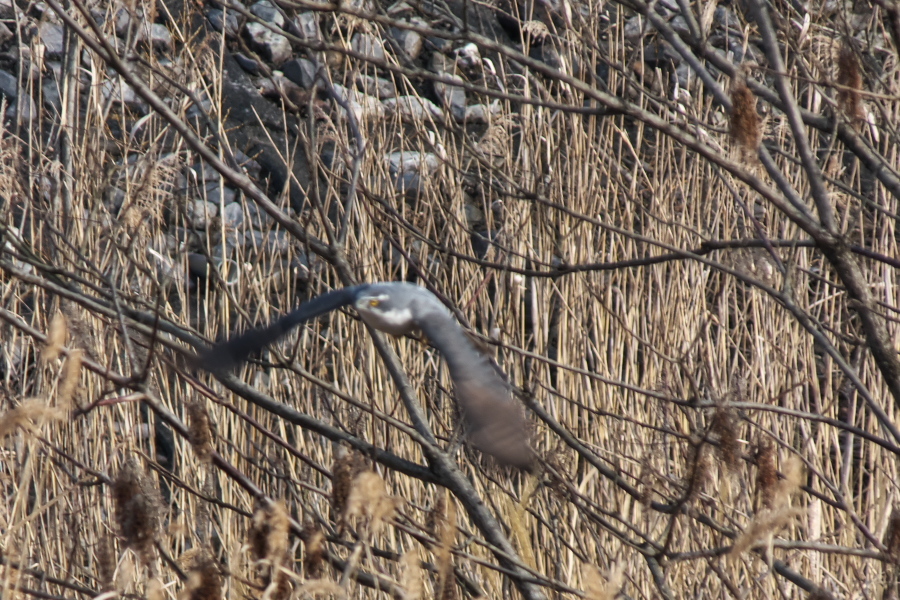 RX10M4+TCON-17Xで撮る「野鳥」_d0137627_23531935.jpg
