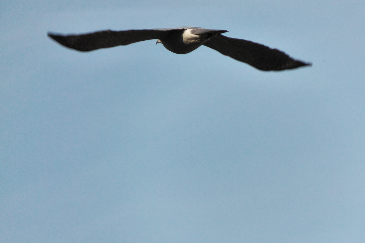 RX10M4+TCON-17Xで撮る「野鳥」_d0137627_23544062.jpg
