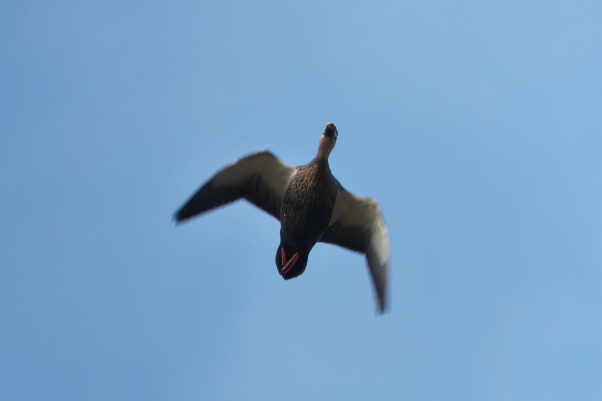 RX10M4+TCON-17Xで撮る「野鳥」_d0137627_23582594.jpg