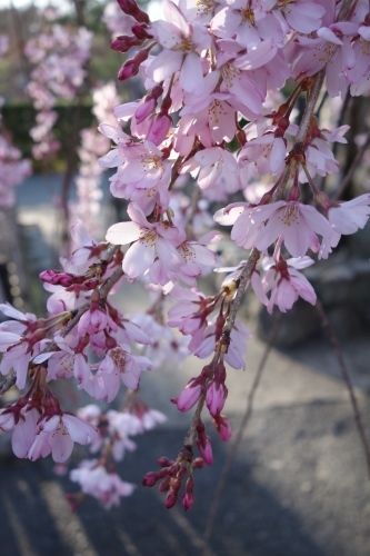 桜満開です&#127800;_a0197730_00024173.jpg