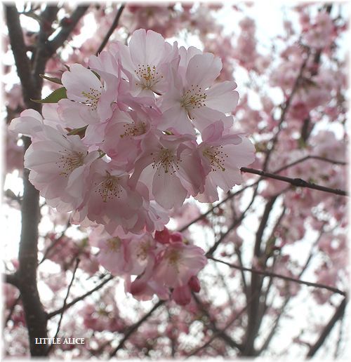 ☆りんりんっこ1歳のお誕生日おめでとう。_c0080132_11193134.jpg