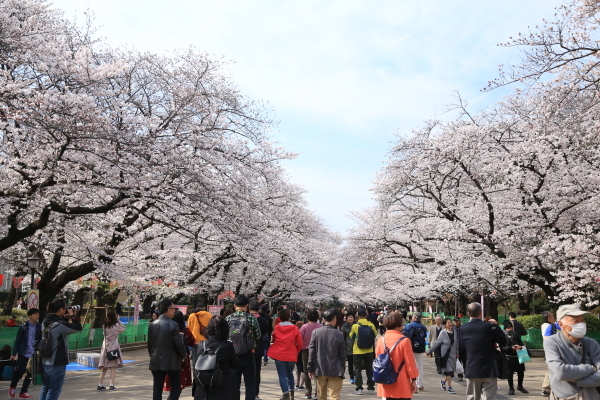 １８年桜紀行Ⅰ上野公園その１_f0229832_22452650.jpg