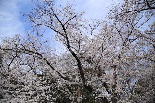 １８年桜紀行Ⅰ上野公園その１_f0229832_22462361.jpg