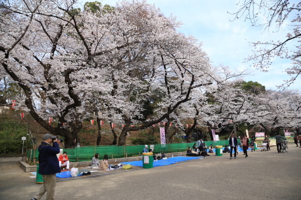 １８年桜紀行Ⅰ上野公園その１_f0229832_22463503.jpg