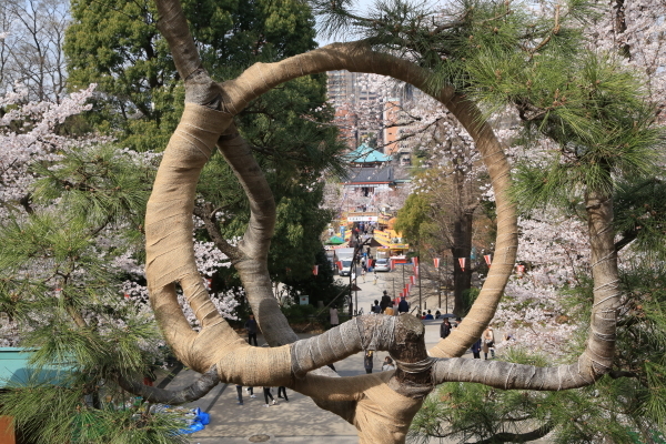 １８年桜紀行Ⅰ上野公園その１_f0229832_22483424.jpg