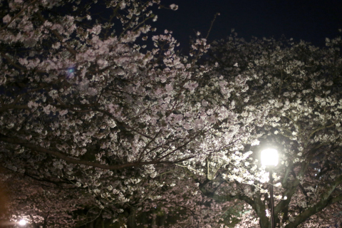 お花見&#127800;_a0091733_12032108.jpg