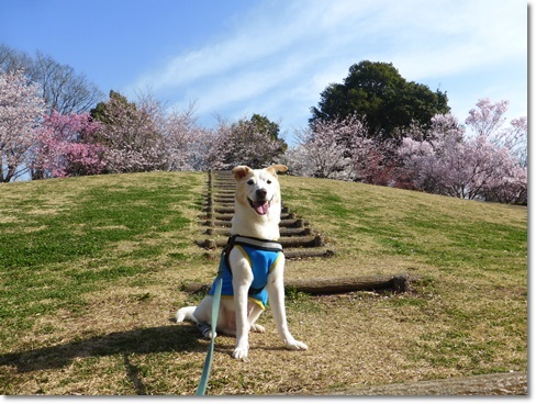 高尾さくら公園 朝散歩_d0140133_12391122.jpg