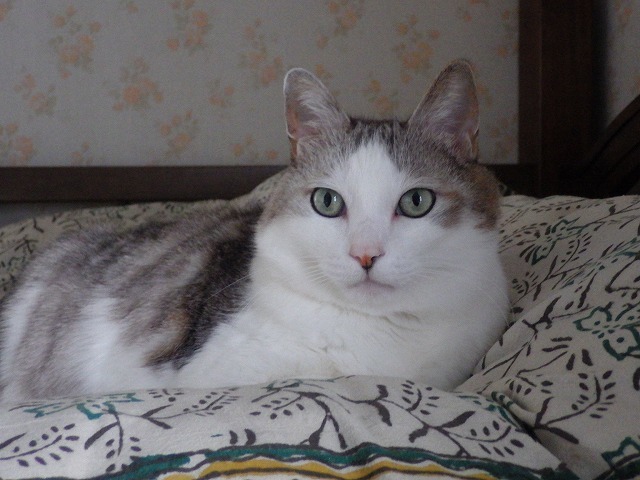 a0337237_11500434.jpg