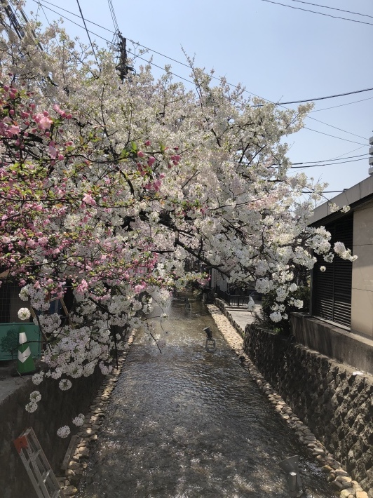 どこへ行っても桜_d0282139_23555368.jpeg