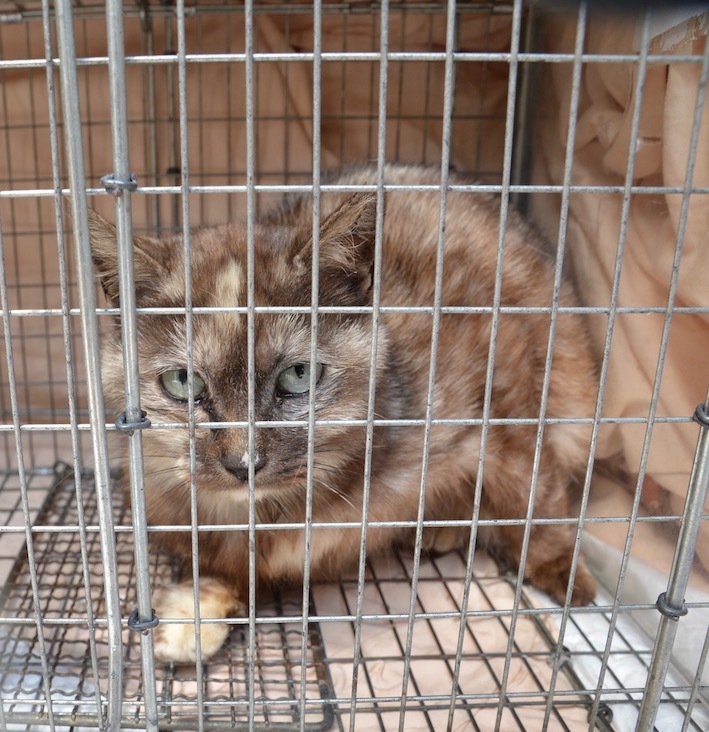 産まれても捨てられる、捨て猫は犯罪です、犯罪のないイトシマにしよう 