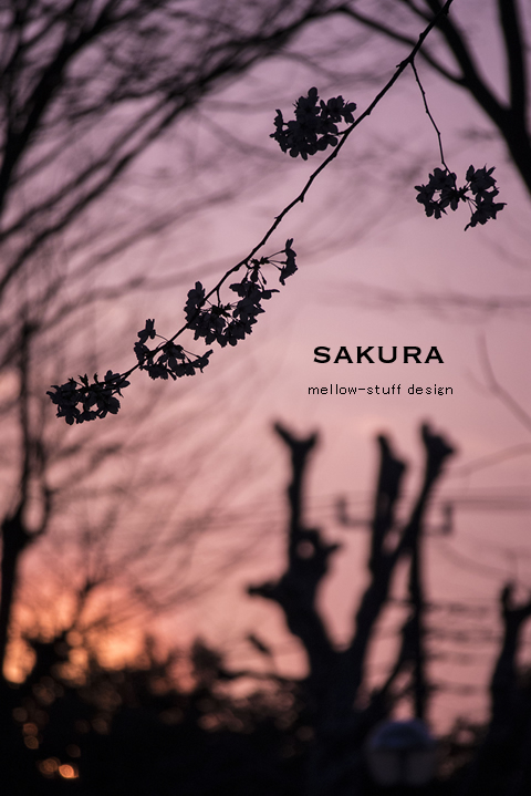 今日は、夕日と桜_d0124248_18453690.jpg