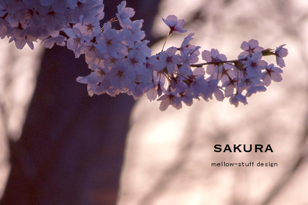 今日は、夕日と桜_d0124248_18454725.jpg