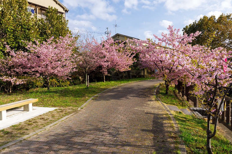 桜咲く京都2018　淀水路の河津桜_f0155048_2145459.jpg