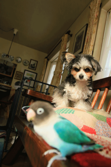 c0145250_11220205.gif