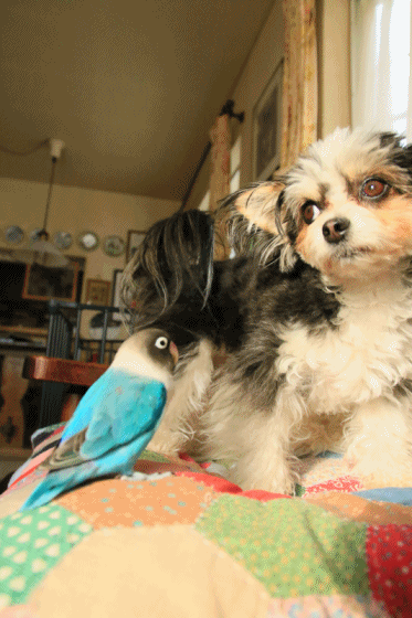 c0145250_11273205.gif