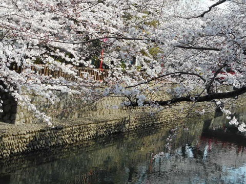 大垣警察市民監視事件と春・桜_f0197754_17441821.jpg